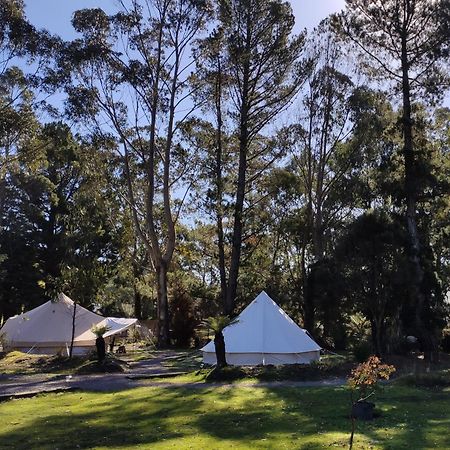 Glamping At Zeehan Bush Camp Extérieur photo